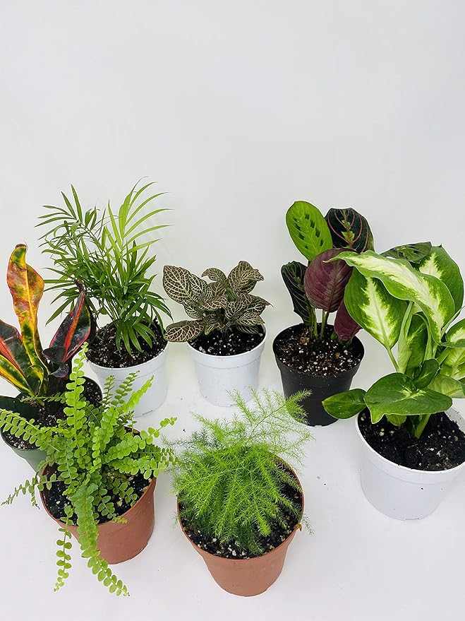 Terrarium & Fairy Garden Plants - 5 Plants in 4" Pots Unique-from Jmbamboo