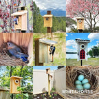 WHITEHORSE Bluebird House - Weatherproof Bird House for Outdoors - Cedar Birdhouse Built to NABS Specs - Nest Box for Western Bluebirds, Tree Swallows, Nuthatches & More (22” Floor)