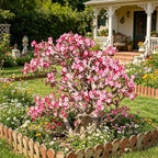 CarpetC 10+ Desert Rose Seeds for Planting, Adenium obesum Caudex Succulent with Showy Blooms, Non-GMO Heirloom for Bonsai and Containers