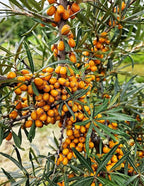 50PCS Sea Buckthorn Seeds Hippophae Rhamnoides Perennial Shrub Seeds Edible Fruit Tree Seeds Easy Grow Outdoor Indoor