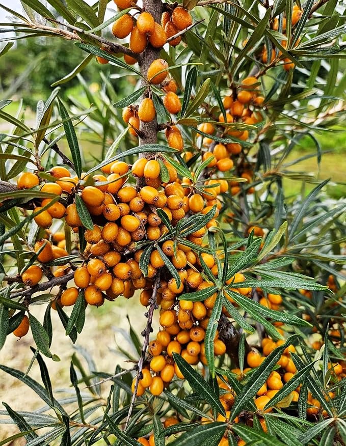 50PCS Sea Buckthorn Seeds Hippophae Rhamnoides Perennial Shrub Seeds Edible Fruit Tree Seeds Easy Grow Outdoor Indoor