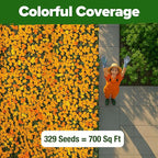 HOME GROWN Petite French Marigold Seeds 329+ Flower Seeds for Planting Outdoors Non GMO Easy to Grow Companion Plant & Quick Blooming Pollinator Heirloom Wildflower Seed (Tagetes patula)