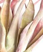 Shop Succulents | Assorted Collection | Variety of Species, Tropical House Plant for Home Décor, DIY Terrariums, 16-Pack