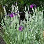 Japanese Variegated Iris, a Great Live Pond Plant for Your Water Garden. Filters The koi and Goldfish Pond. Good for Bogs, Plant Shelf or Shallow Water This marginal Aquatic is a Real Beauty