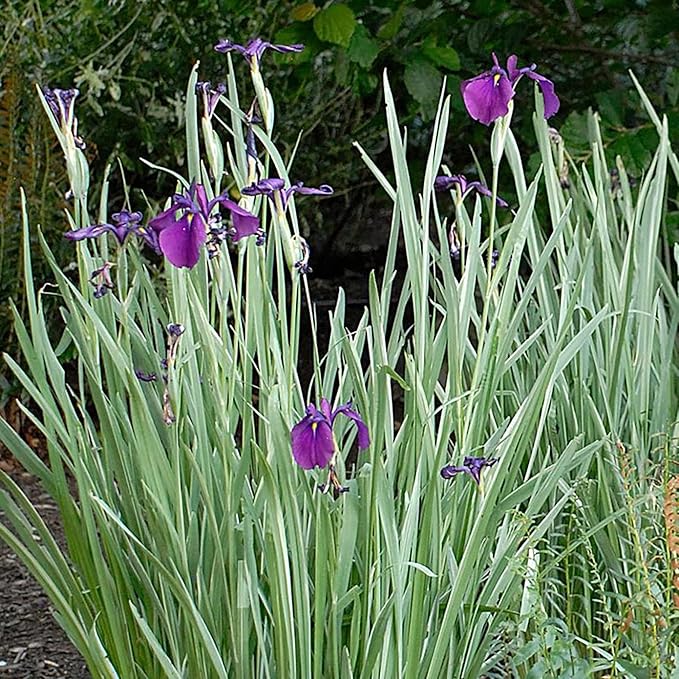 Japanese Variegated Iris, a Great Live Pond Plant for Your Water Garden. Filters The koi and Goldfish Pond. Good for Bogs, Plant Shelf or Shallow Water This marginal Aquatic is a Real Beauty