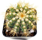 Fat Plants San Diego Mini Cactus Plants in Plastic Planters