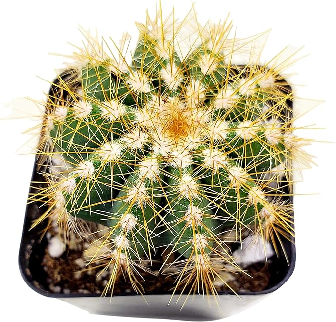 Fat Plants San Diego Mini Cactus Plants in Plastic Planters