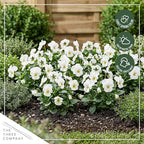 Live Healthy Flowering Pansies - White Blotch (4 Plants Per Pack), Beautiful Winter Color, 6" Tall by 4" Wide in 1 Pint Square Pot