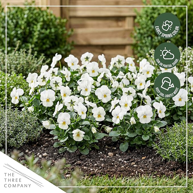 Live Healthy Flowering Pansies - White Blotch (4 Plants Per Pack), Beautiful Winter Color, 6" Tall by 4" Wide in 1 Pint Square Pot
