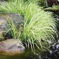 Dwarf Variegated Sweet Flag, a Great Live Pond Plant for Your Water Garden. Great for koi and Goldfish Ponds. Good for Bogs, Plant Shelf or Shallow Water This marginal Aquatic is a Real Beauty