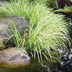 Dwarf Variegated Sweet Flag, a Great Live Pond Plant for Your Water Garden. Great for koi and Goldfish Ponds. Good for Bogs, Plant Shelf or Shallow Water This marginal Aquatic is a Real Beauty