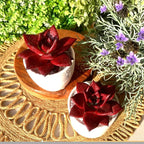 FWPP Live Succulents Plants Echeveria Agavoides v Romeo Rubin 3 inches,Rare red Succulents Bare Root Without Pot Soil, Live Plants Indoor Office Decoration Wedding and Gift