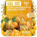 KVITER 650 Aunt Molly Ground Cherry Seeds for Planting (Physalis pruinosa) – Non GMO & Heirloom Pineapple Ground Husk Cherry Tomatoes, Organic Fruit Seeds – Tropical Flavor Berries