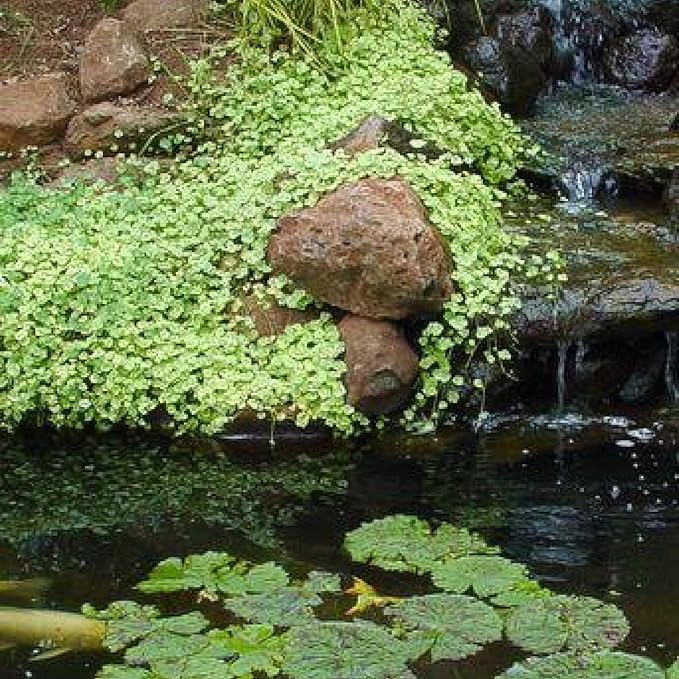 Pennywort 'Crystal Ball', a Great Live Pond Plant for Your Water Garden. Filters koi and Goldfish Ponds. Good for Bogs, Plant Shelf or Shallow Water This marginal Aquatic is a Real Beauty