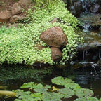 Pennywort 'Crystal Ball', a Great Live Pond Plant for Your Water Garden. Filters koi and Goldfish Ponds. Good for Bogs, Plant Shelf or Shallow Water This marginal Aquatic is a Real Beauty
