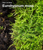 Live Moss – Eurohypnum Moss (3 Sheets, Each Approx. 3.5"x7") for Terrariums, Moss Gardens, Potted Plants & Natural Decor – Naturally Grown, Reusable, Not Artificial