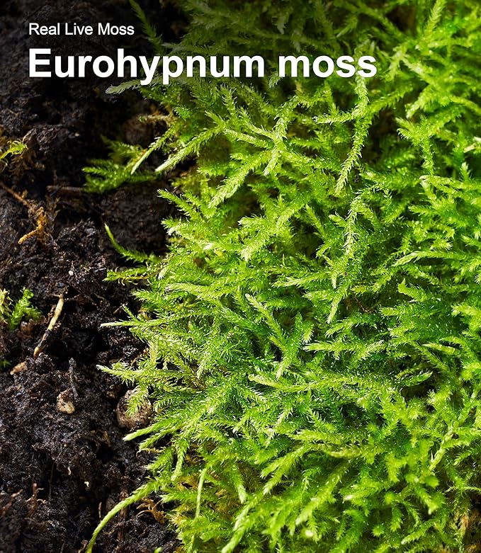 Live Moss – Eurohypnum Moss (3 Sheets, Each Approx. 3.5"x7") for Terrariums, Moss Gardens, Potted Plants & Natural Decor – Naturally Grown, Reusable, Not Artificial