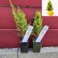 Lemony Christmas Tree. Lemon Cypress 'Goldcrest' (Cupressus Macrocarpa) - Vibrant Yellow-Green Foliage, Citrus Scent, Indoor/Outdoor (2 Cypress-Lemon Cups)