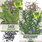 Seed Needs Rosemary & Sage Seeds for Planting Fresh Kitchen Herbs - Non-GMO Heirloom & Untreated Perennial Herb Seed to Plant a Culinary Garden Indoors or Outdoors (2 Pack Duo)