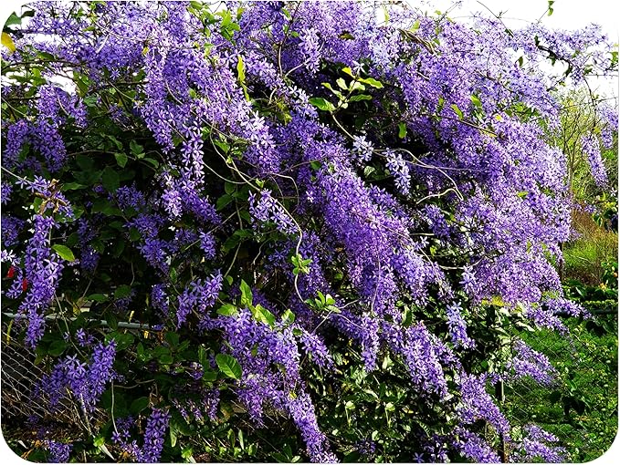 Purple Queens Wreath, Sandpaper, Bluebird Vine - Petrea volubilis - Live Plant - Lavender Flower - 8 to 12 Inches Tall - 4 Inch Pot