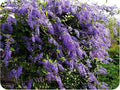Purple Queens Wreath, Sandpaper, Bluebird Vine - Petrea volubilis - Live Plant - Lavender Flower - 8 to 12 Inches Tall - 4 Inch Pot