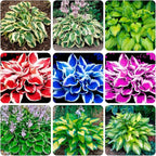 100+ Seeds Perennial Hosta Flower Seed for Planting Outdoors Garden Home Beauties
