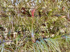 ragnaroc Air Plants Bulk - Tillandsia Juncea Wholesale, Jumbo 8-12" - 30ct - Live Arrival Guaranteed - House Plants for Home Decor & Gift