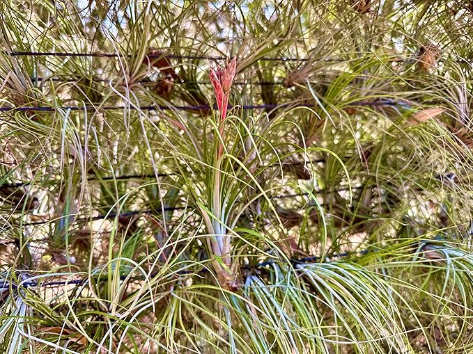 ragnaroc Air Plants Bulk - Tillandsia Juncea Wholesale, Jumbo 8-12" - 30ct - Live Arrival Guaranteed - House Plants for Home Decor & Gift