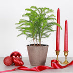 Thorsen's Greenhouse Live Norfolk Island Pine Plant, Christmas Greenery Gift or Decor, Air Purifying Premium Indoor Houseplant, Mature 4" Diameter Pot (Coffee, 4-inch Pot)