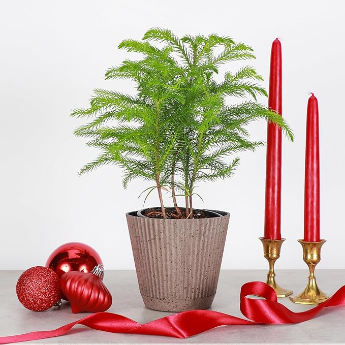 Thorsen's Greenhouse Live Norfolk Island Pine Plant, Christmas Greenery Gift or Decor, Air Purifying Premium Indoor Houseplant, Mature 4" Diameter Pot (Coffee, 4-inch Pot)