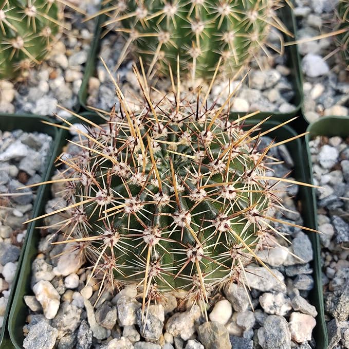 Echinopsis Sierra Grandensis Cacti Cactus Succulent Real Live Plant