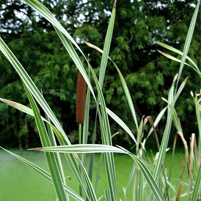 Chalily Variegated Cattail,a Great Live Pond Plant for Your Water Garden. Filters The koi and Goldfish Pond. Good for Bogs, Plant Shelf or Shallow Water This marginal Aquatic is a Real Beauty