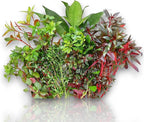 Aquarium Plants Packages [Grower's Choice] by Aquarium Plants Factory (6-L-Assorted)