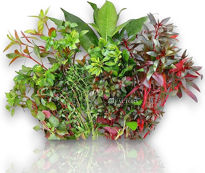 Aquarium Plants Packages [Grower's Choice] by Aquarium Plants Factory (6-L-Assorted)