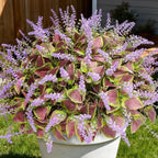 12 Bundles Artificial Coleus Flowers | UV Resistant No Fade Silk Faux Plants | Spring Summer Outdoor Fake Greenery for Garden Patio Planters Front Porch Pathway Decor (Purple)