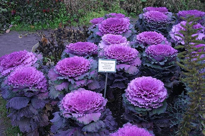 Seeds Flowering Kale Cabbage Ornamental Decorative Large-Leaved Mix Beatiful Cut Flowers for Planting Non GMO