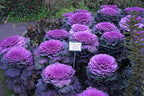 Seeds Flowering Kale Cabbage Ornamental Decorative Large-Leaved Mix Beatiful Cut Flowers for Planting Non GMO