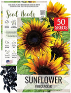 Seed Needs Firecracker Sunflower Seeds for Planting Sunflowers - Hybrid Flower Seed to Plant an Outdoor Home Grown Butterfly Garden (1 Pack)