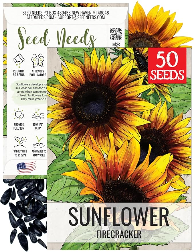 Seed Needs Firecracker Sunflower Seeds for Planting Sunflowers - Hybrid Flower Seed to Plant an Outdoor Home Grown Butterfly Garden (1 Pack)