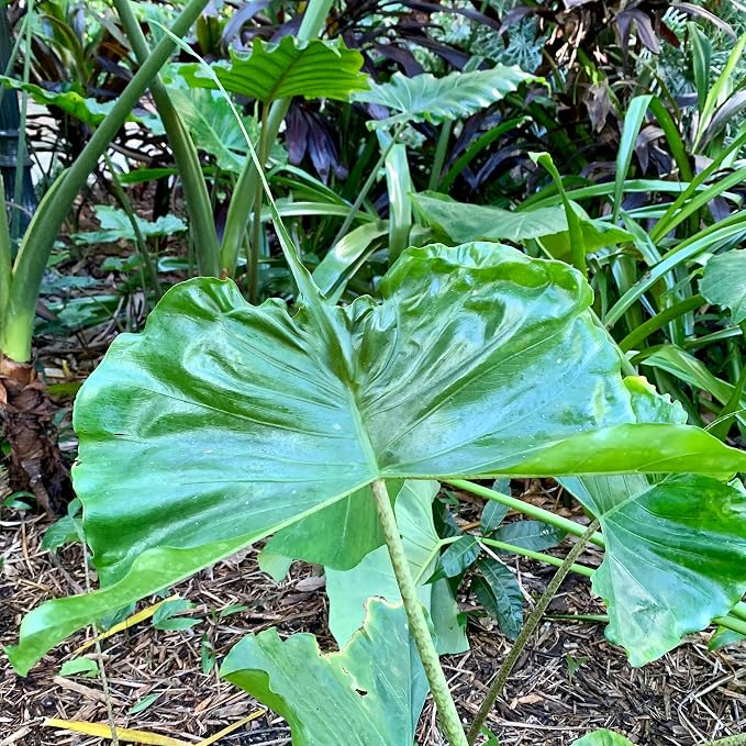 Stingray Elephant Ear Live Plant - Alocasia stringray by Wellspring Gardens - Alocasia - Unique Foliage - Versatile Plant - Tropical Plant