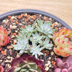 12 Pack Live Rosette Succulent Plants 1.5-2.5" – Assorted Mini Echeveria Succulents Bare Root, Low Maintenance Succulent Variety Pack for Wedding Favors, Gifts, DIY Projects