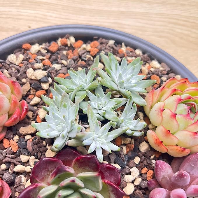 12 Pack Live Rosette Succulent Plants 1.5-2.5" – Assorted Mini Echeveria Succulents Bare Root, Low Maintenance Succulent Variety Pack for Wedding Favors, Gifts, DIY Projects