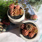 Echeveria Ben Badis Rare Live Succulent Plants, Cluster 3.5" Bare Root Without Pot & Soil, Garden Indoor Office Desk Baby Shower Decoration, Friend Plant Lovers Gifts