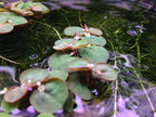 6 Red Root Floater (Phyllanthus Fluitans), Live Aquarium/Aquatic/Floating/ Pond/Beginner Plant, Aquascaping,planted tank ... by G'z