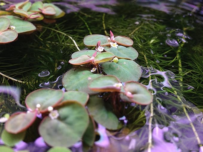 6 Red Root Floater (Phyllanthus Fluitans), Live Aquarium/Aquatic/Floating/ Pond/Beginner Plant, Aquascaping,planted tank ... by G'z