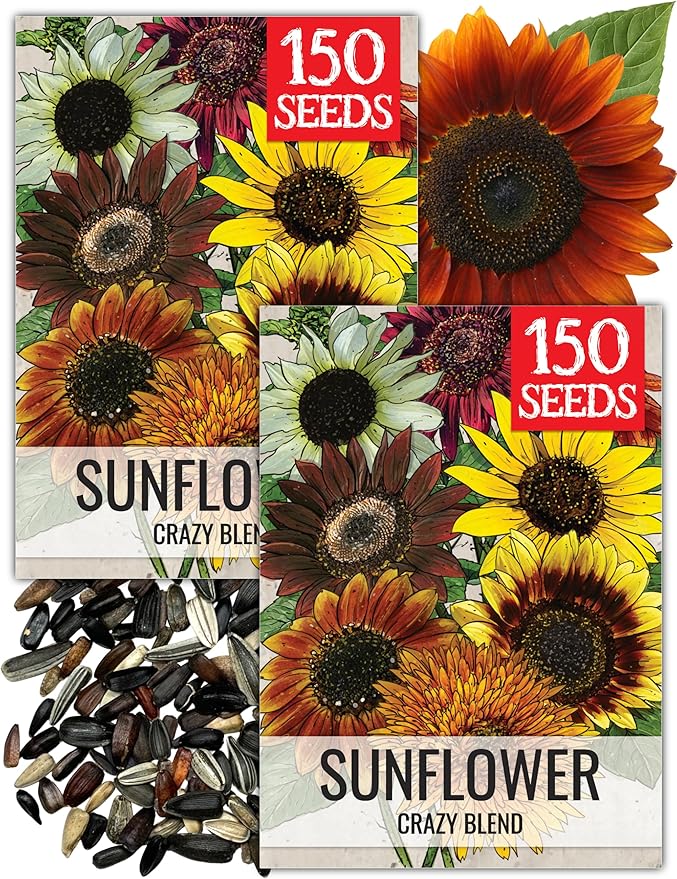 Seed Needs Crazy Sunflower Seeds for Planting Multicolor Sunflowers - Heirloom & Open Pollinated Flowers to Grow a Beautiful Outdoor Butterfly Garden (2 Packs)