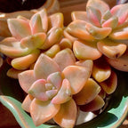 FWPP,Succulents Plants Live Graptoveria Paraguayense Bernalense Variegated, 2-3 Heads 4", Bare Root Without Pot Soil, Garden Indoor Office Desk, Wedding Baby Shower Decoration, Friend Lovers Gifts
