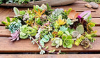 25 Assorted Live Succulent Cuttings, No 2 Succulents Alike, Great for Terrariums, Mini Gardens, and as Starter Plants. Live Succulents Plants for DIY Projects and Home Decor (25, Small)