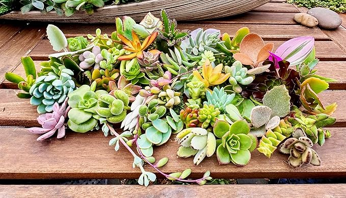 25 Assorted Live Succulent Cuttings, No 2 Succulents Alike, Great for Terrariums, Mini Gardens, and as Starter Plants. Live Succulents Plants for DIY Projects and Home Decor (25, Small)
