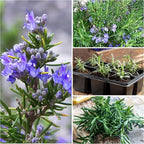 Seed Needs Rosemary & Thyme Seeds for Planting Fresh Kitchen Herbs - Non-GMO Heirloom & Untreated Perennial Herb Seed to Plant a Culinary Garden Indoors or Outdoors (2 Pack Duo)